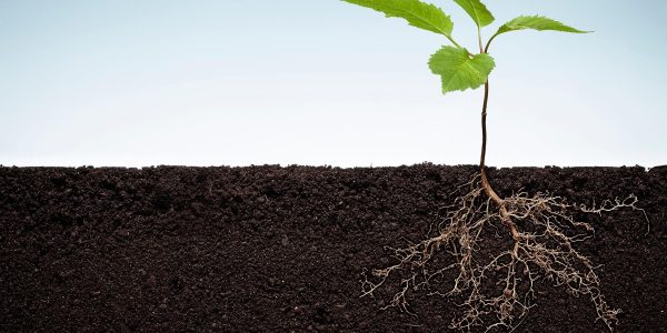 a plant growing with green leaves above surface and below the surface seeing the roots of the plant in the soil